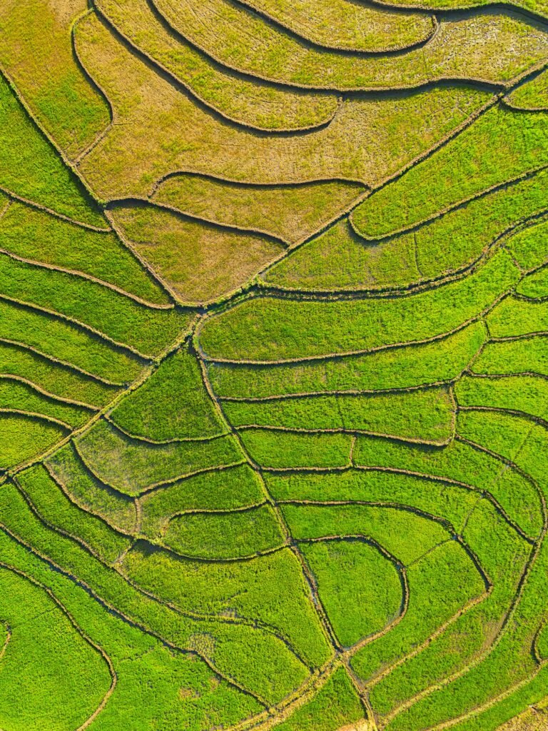 Drone view of terraced rice fields in Vietnam.